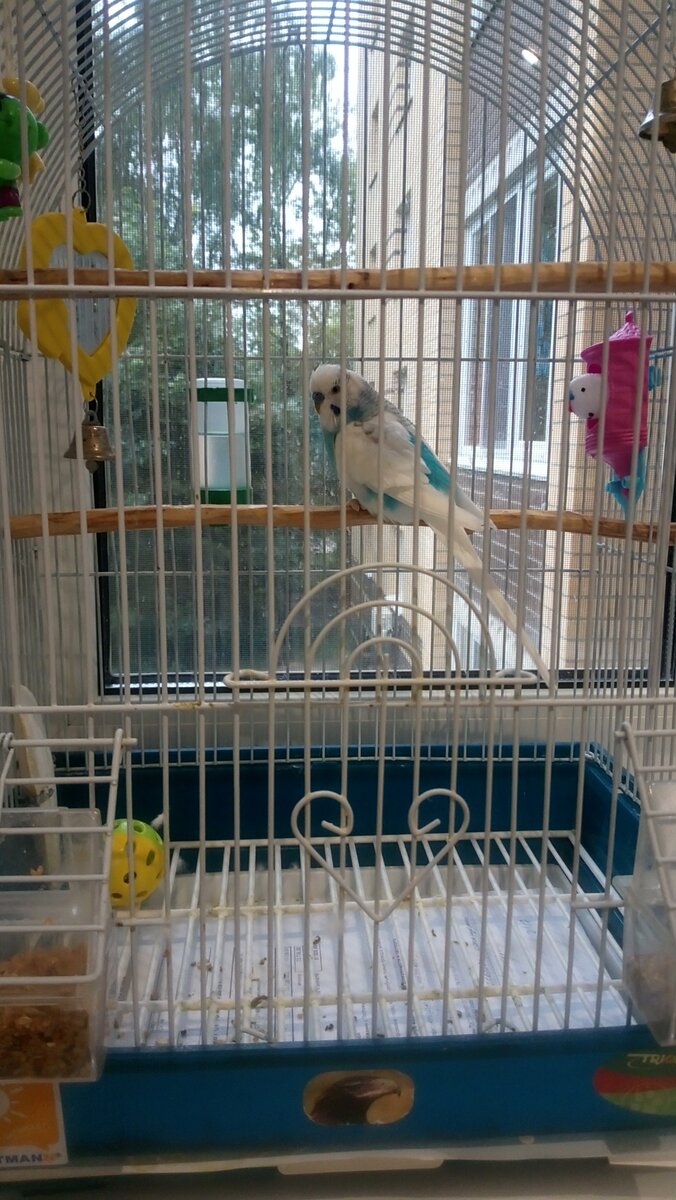 Клетка для попугая должна быть просторной и в несколько этажей