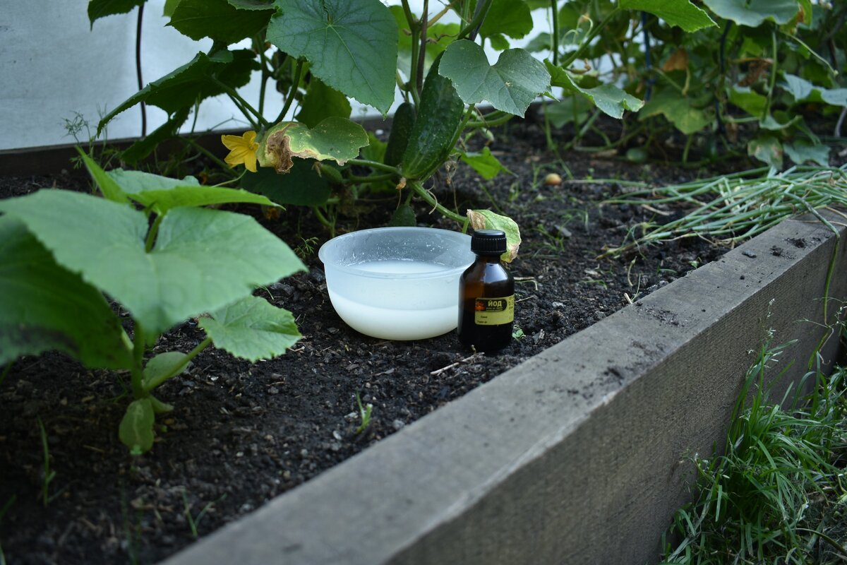 Раствор готов к работе. Фото автора