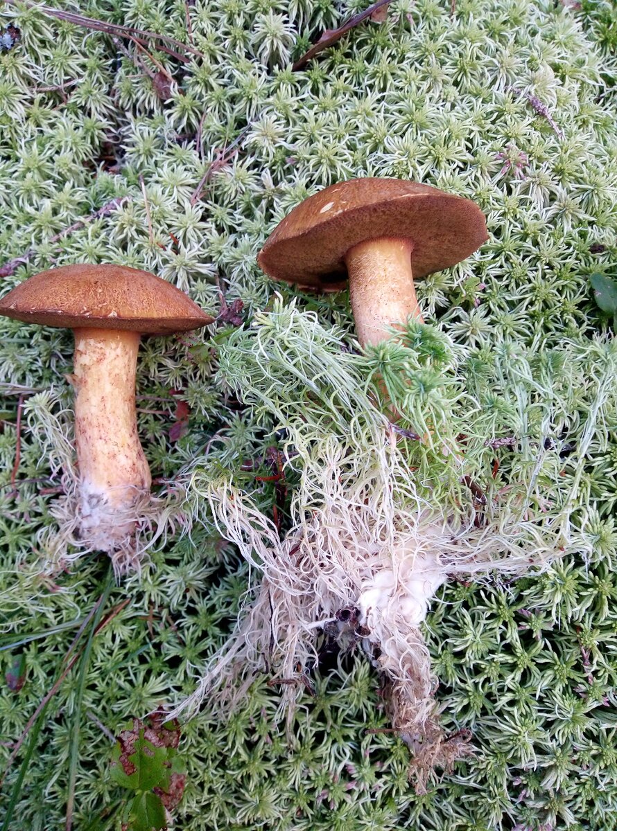 Корни грибов как называется. Микориза гриба. Гломус грибы микориза. Грибная микориза. Микориза грибокорень.