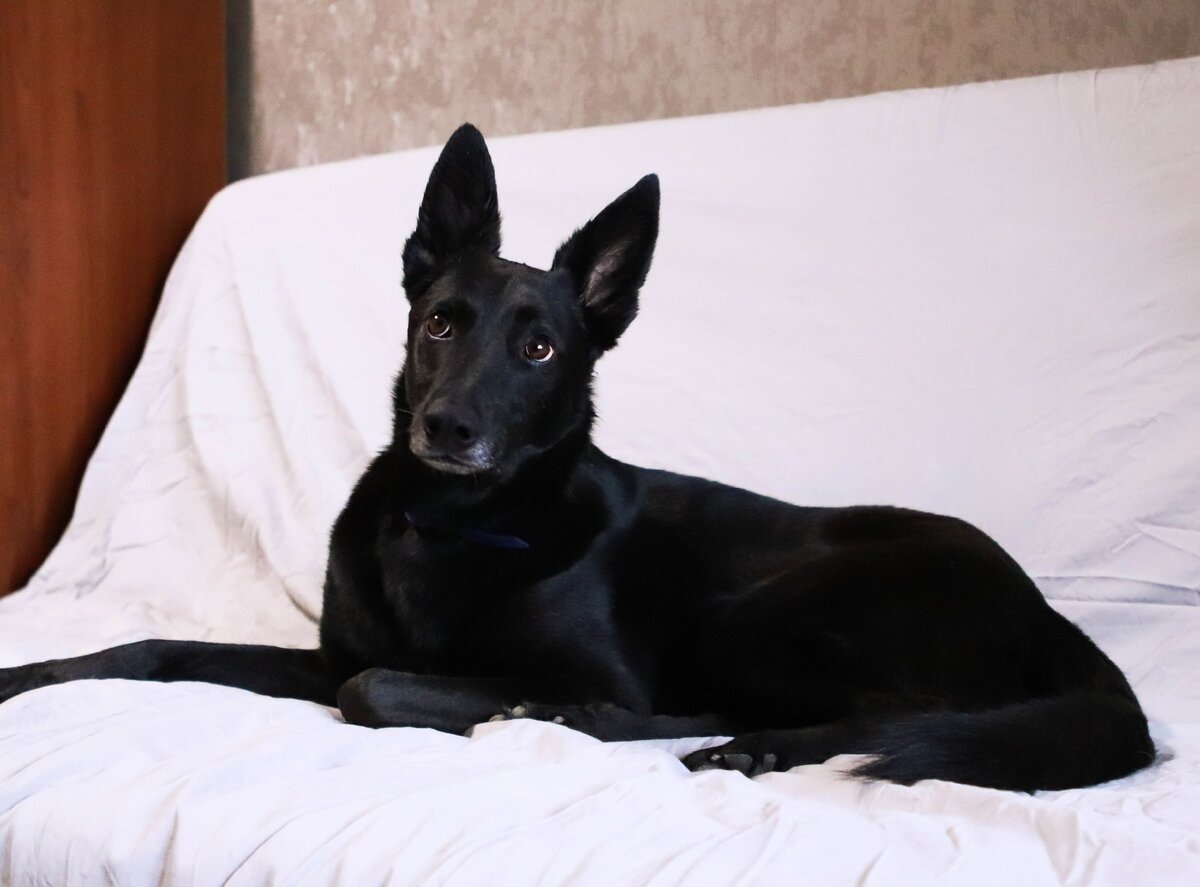 Банда Дворян. Гамлет 