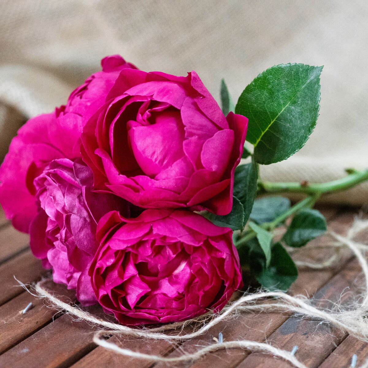 Роза де ла рента