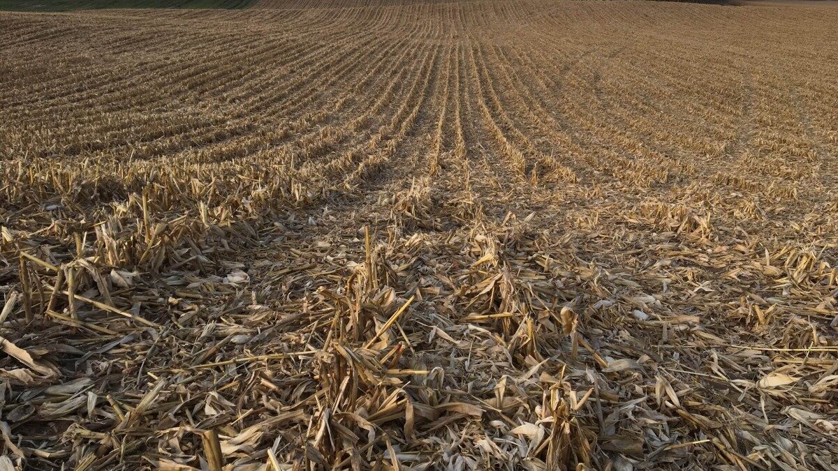поле после уборки пшеницы. канзас кукурузные поля. поле после урожая. поле после уборки урожая. жнивье.