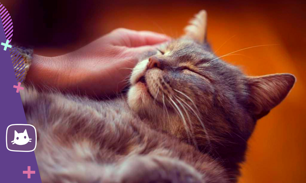 Кот мурчит. Гладить кошку. Кот мурлычет. Человек гладит кота. Котика гладят.