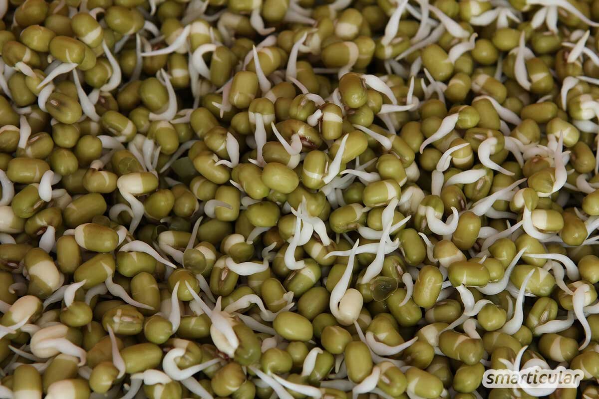 Ростки гороха