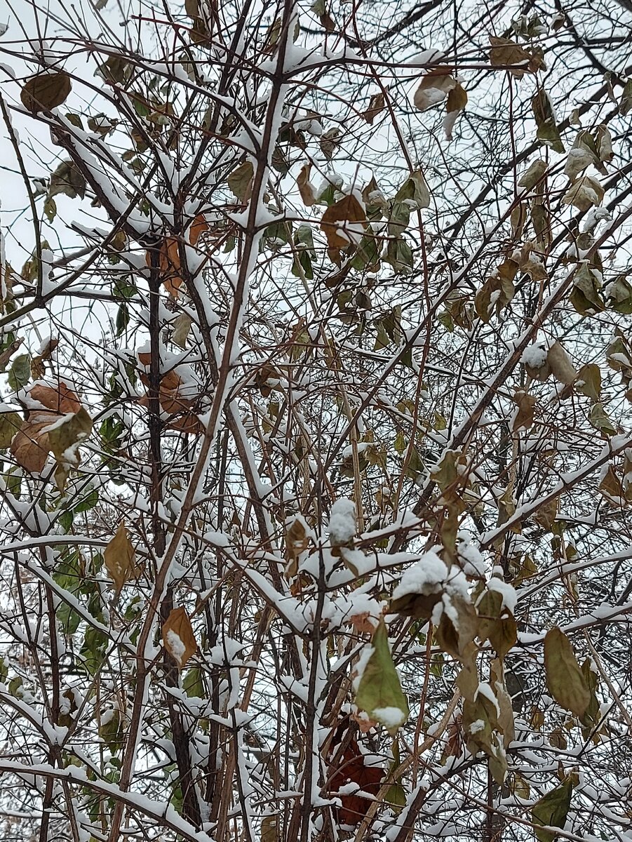У нас выпал снег. Красиво.