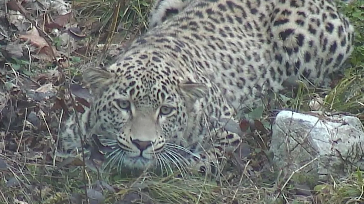 Фото: WWF, Всемирный фонд дикой природы