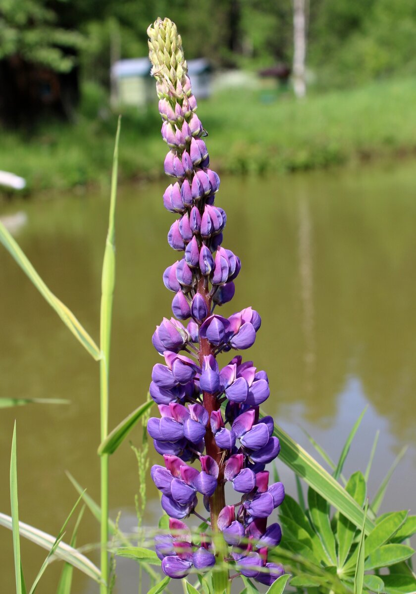 Люпин Волчий Боб. Люпин ядовитый. Lupinus. Hartwegii. Люпины цветы ядовитые.