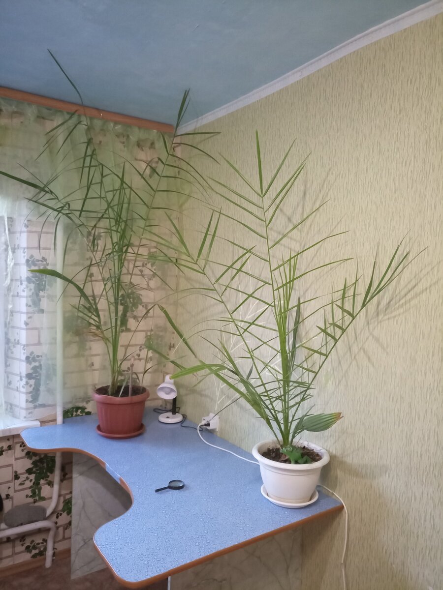 В коричневом горшке 5лет,в белом 4 года