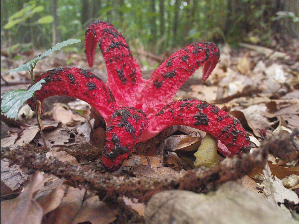 Антурус Арчера (Clathrus Archeri)