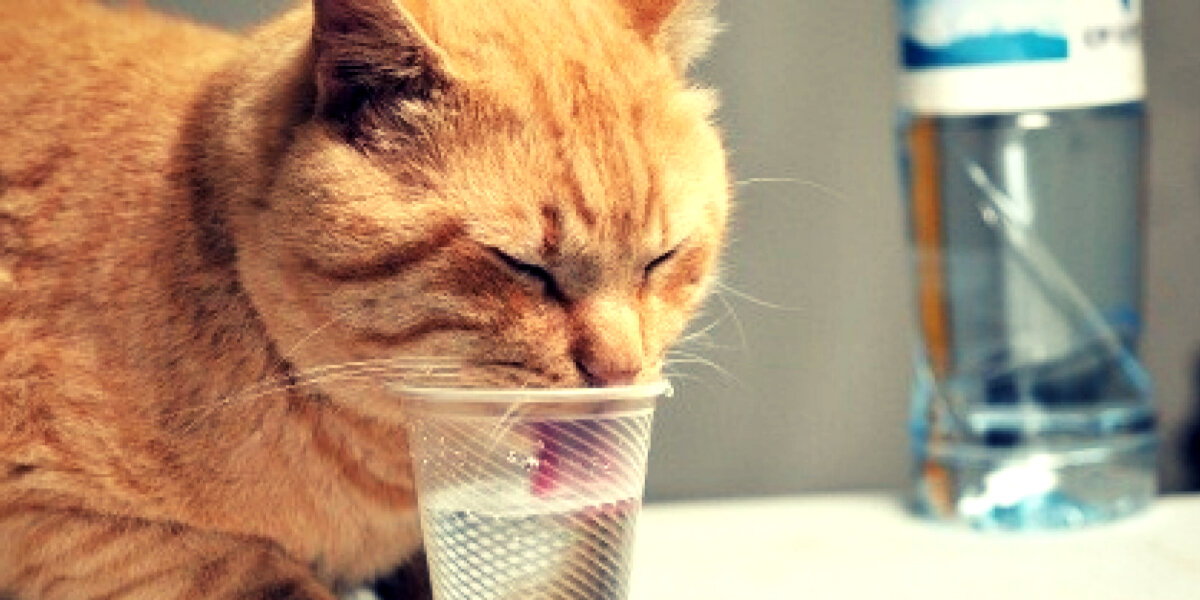 Кошка постоянно пьет. Кот пьет. Кот пьет воду. Кот жажда. Рыжий кот пьет воду.