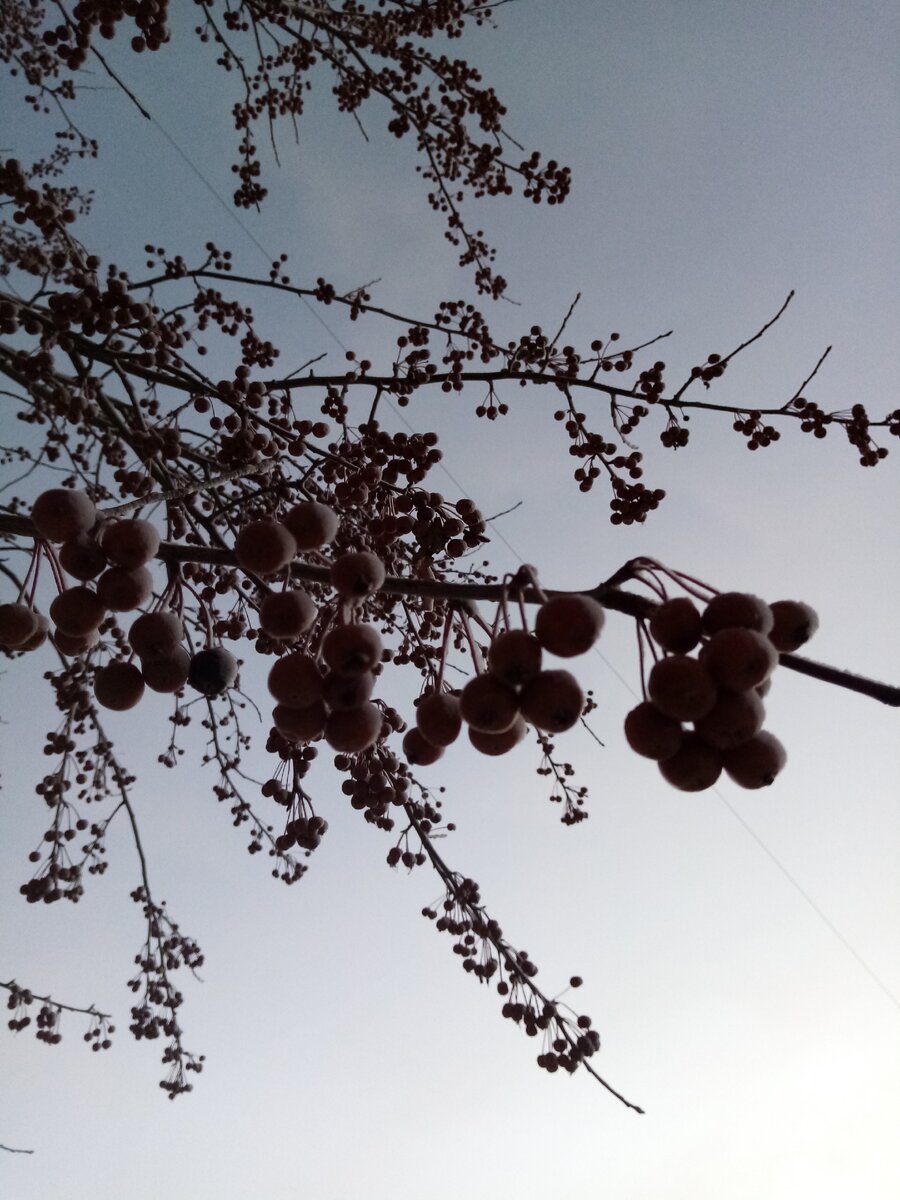 Говорят, если ягод много, зима будет холодной...