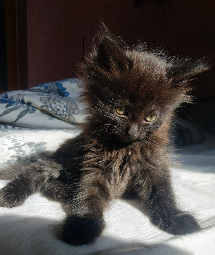 Тамби, к сожалению, погибла. ФИП. Но долг есть - более 5 тысяч рублей. За это тоже буду платить я, если не придёт помощь. 