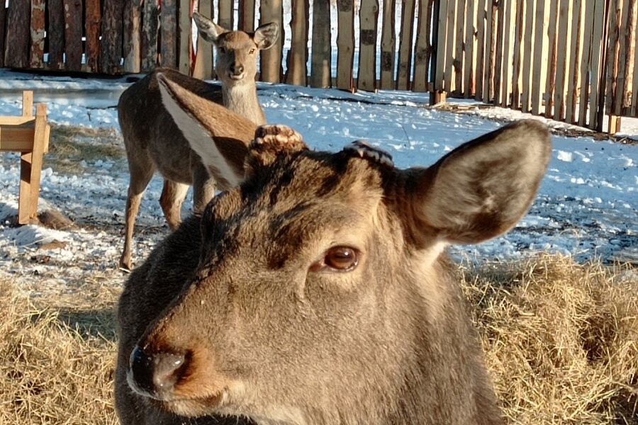 Мощности фермы рассчитаны на одновременное пребывание 680 особей