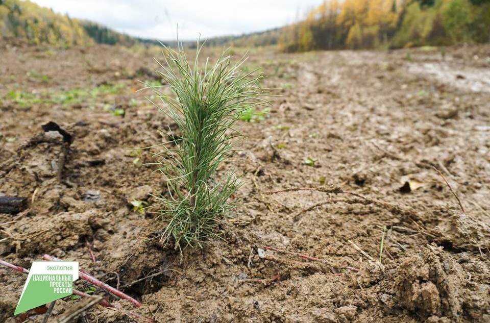 Фото: пресс-служба Минприроды Алтайского края