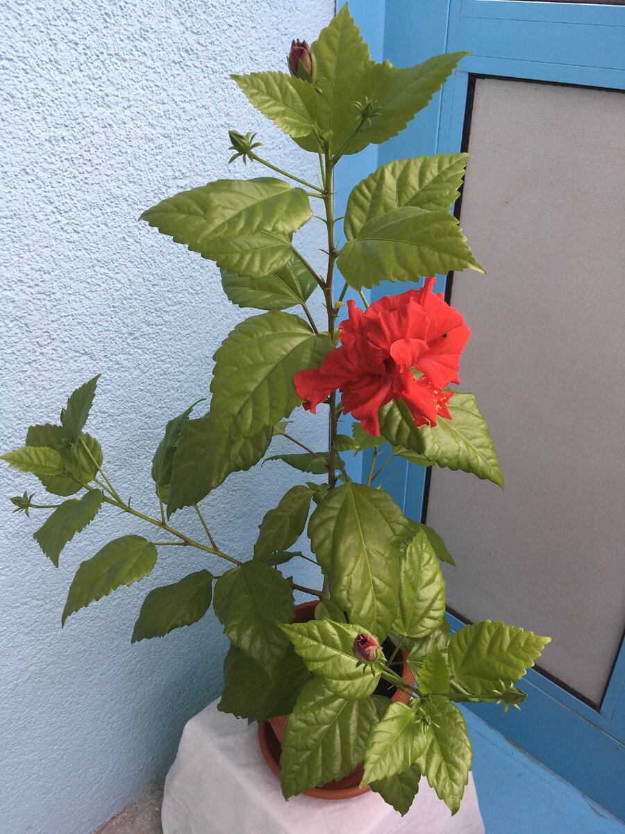 Гибискус в середине июля