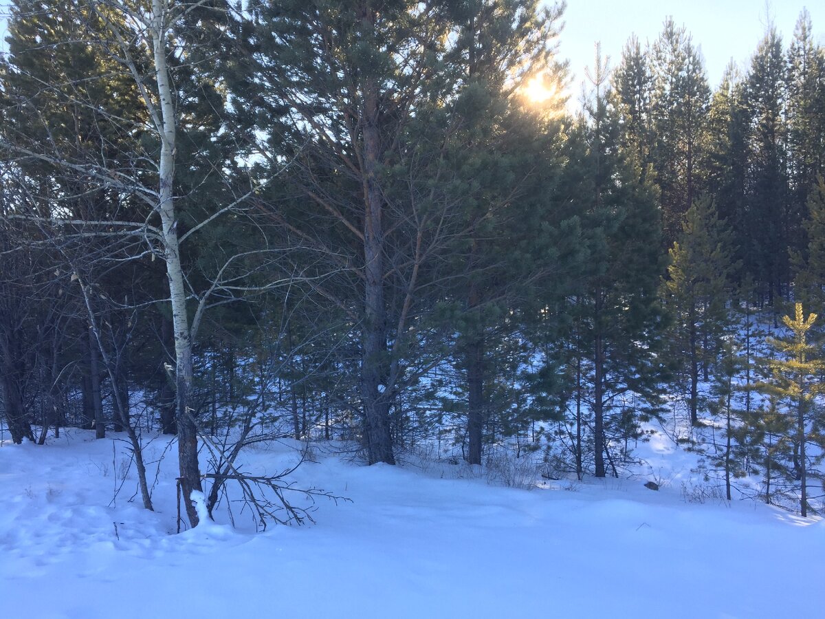 Наши сибирские леса