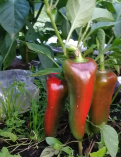 Мой перец Воловье ухо