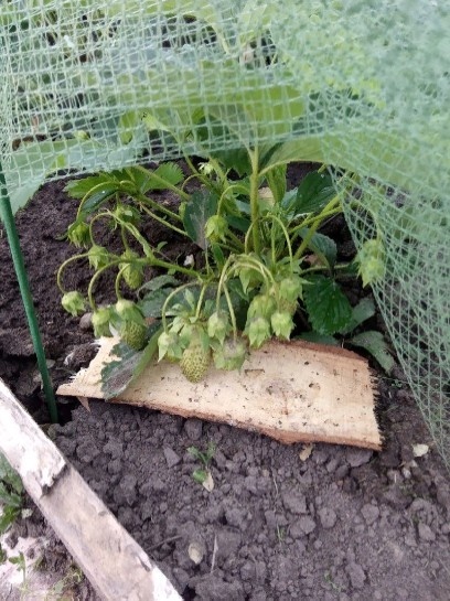 Фестивальная Ромашка на старом участке.