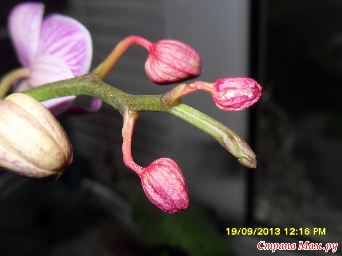 Скинь цветок. Бутоны орхидеи фаленопсис. Фаленопсис повяли цветы. Орхидея НЕРАСКРЫВШИЕСЯ бутоны. Фаленопсис венозный розовый.