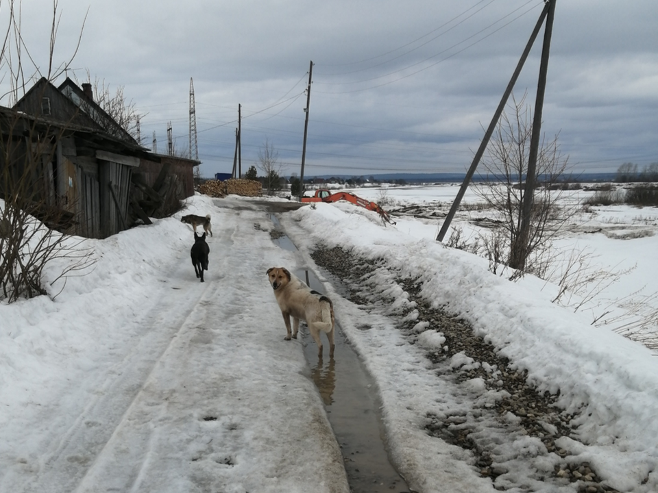 Туся закаляет лапки