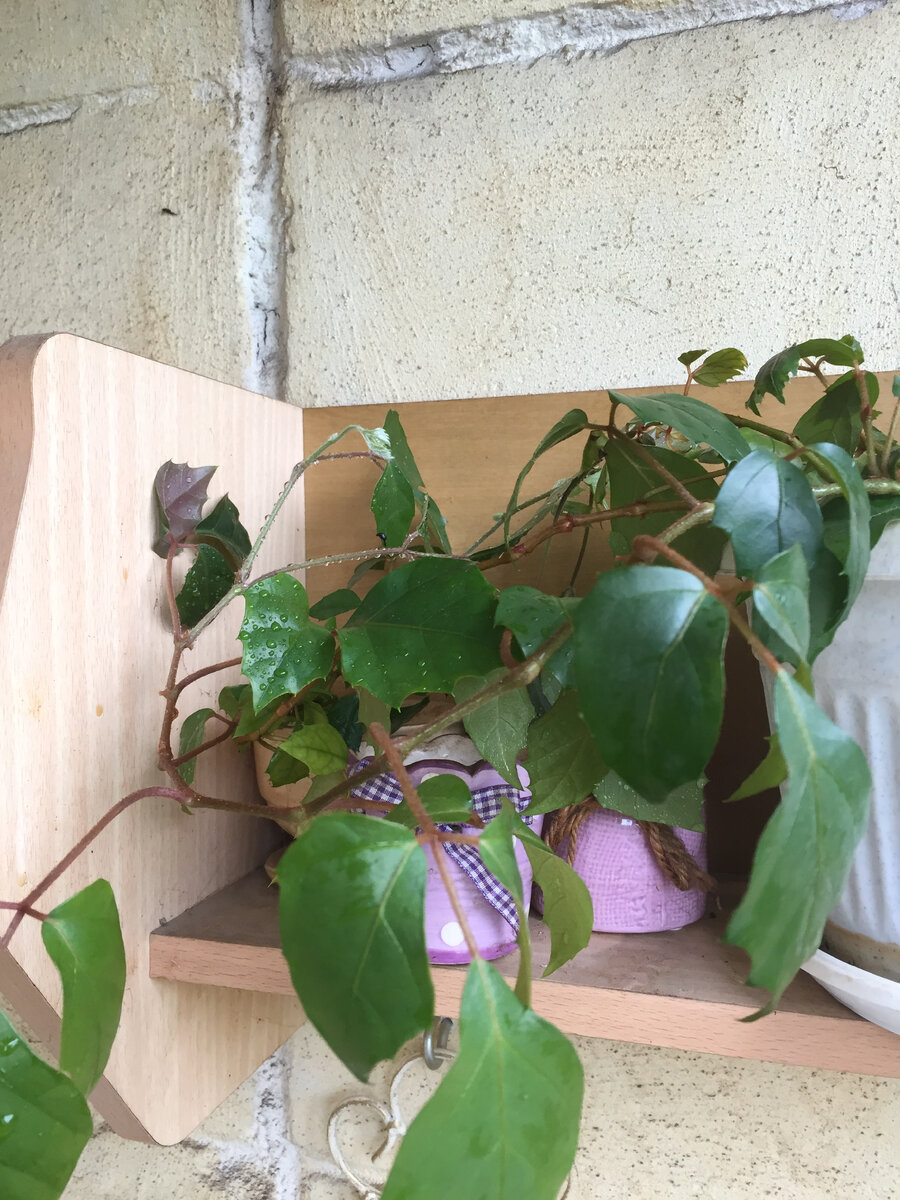 Просто зелень, а мне очень нравится