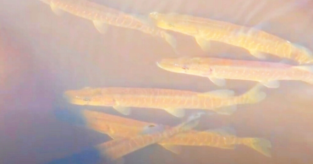 Рыбалка на волге является мечтой многих рыбаков. Тому есть масса причин.