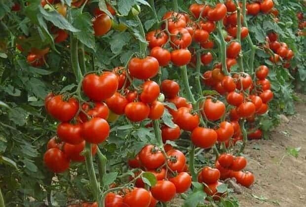 Фото из интернета