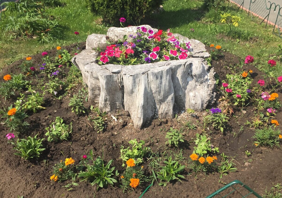 клумба из старого пня