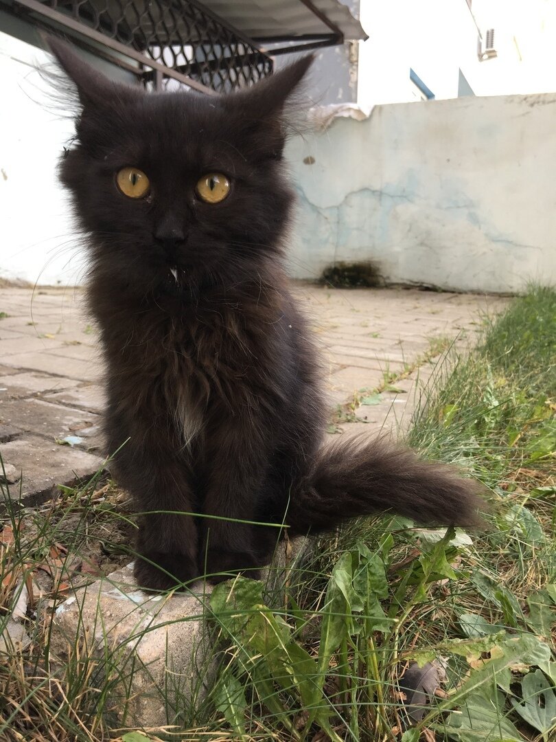 Кошка, гуляющая сама по себе, хороша только в сказках...