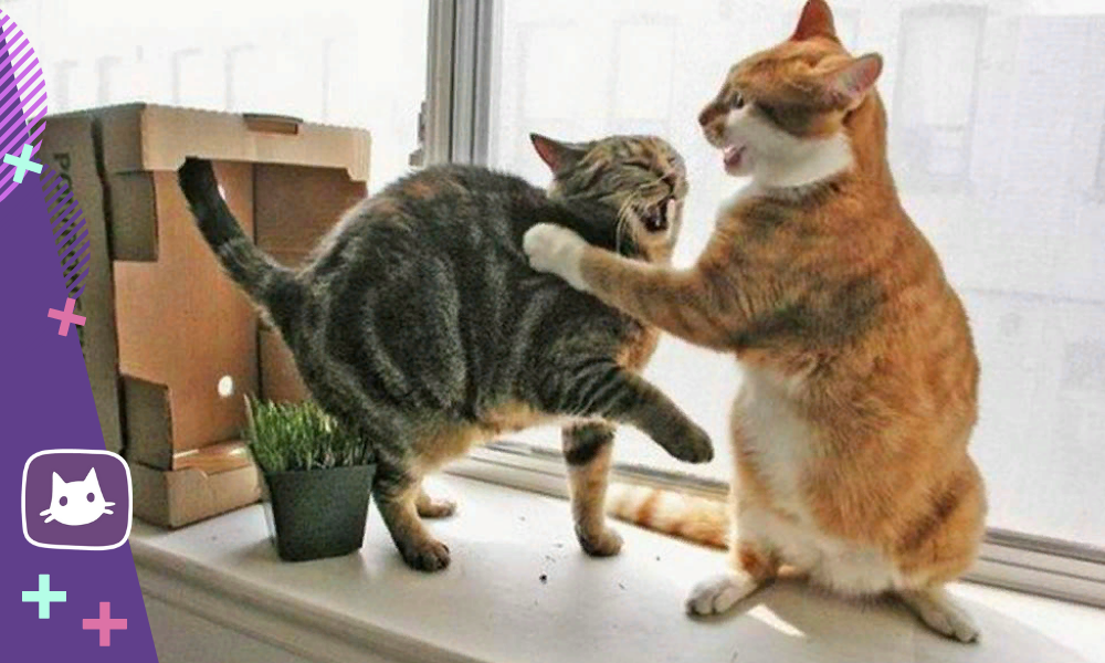 «Чипи-чипи чапа-чапа»: откуда взялся танцующий в лотке кот и как он стал вирусным мемом