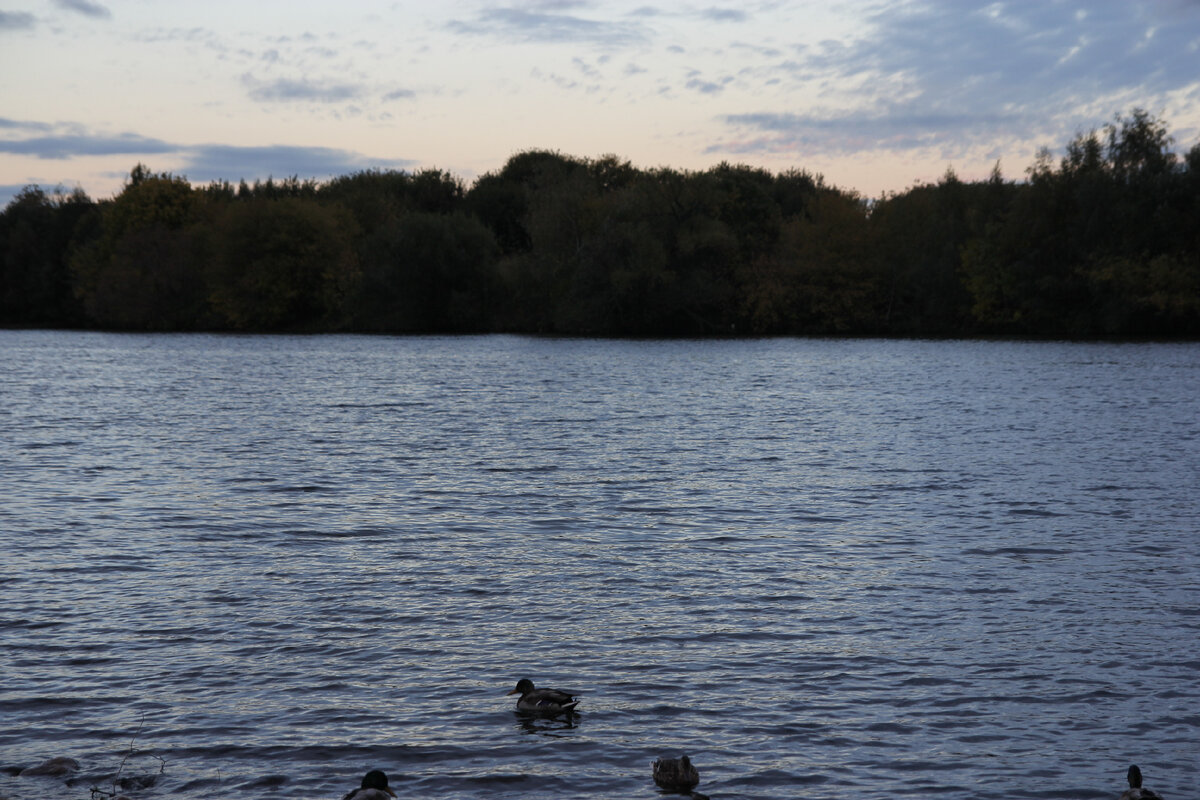 личный архив - речка, утки, вечер, лес