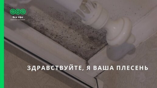 Здравствуйте, я ваша плесень