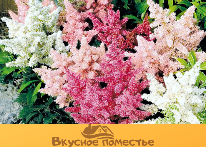 Астильба Арендса