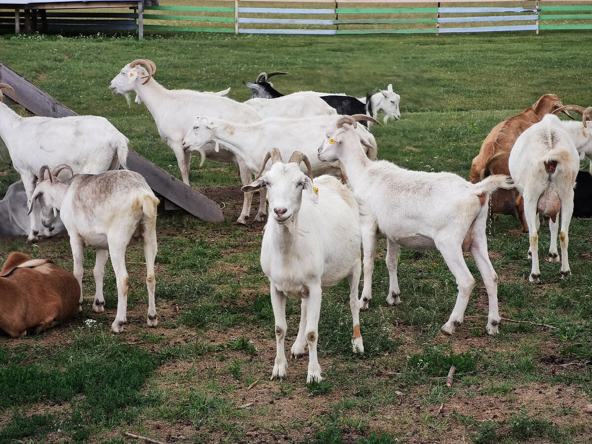 Посетил уникальную козью ферму на Урале. Делюсь впечатлениями | Петров ...