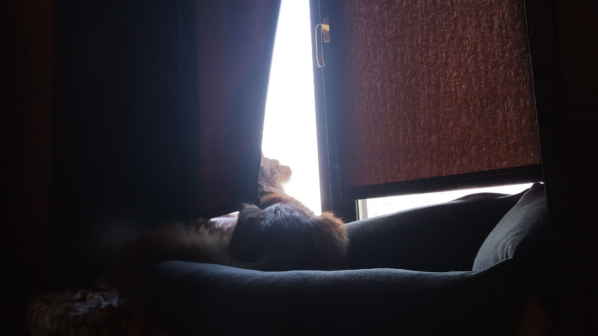 Мейн кун Степа.