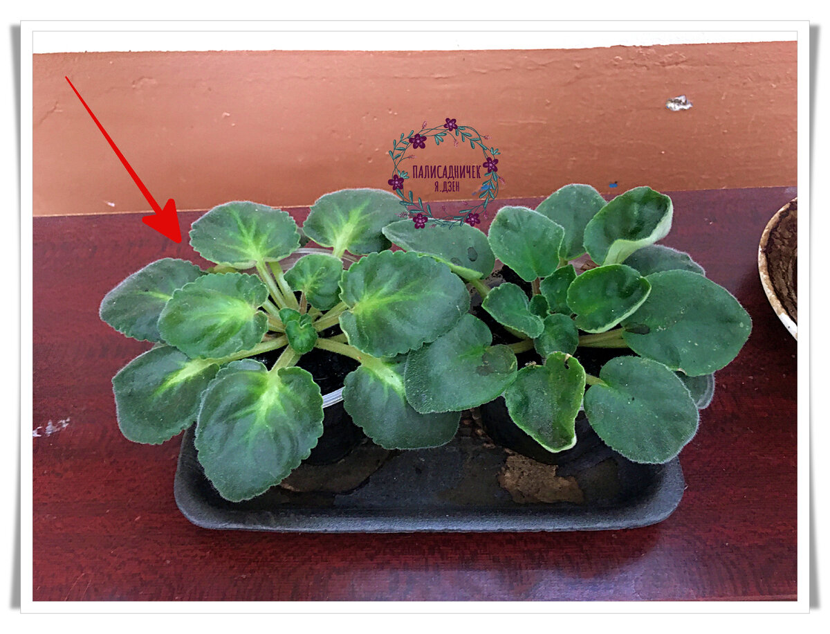 В таком вот виде стояли они на одной из лестничных площадок. Когда мы прилетали в мае, их не было. А вот к этой нашей поездке кто-то очень удачно выставил их туда. Будто, меня ждали :) На ту, что слева на фото, пал мой выбор.