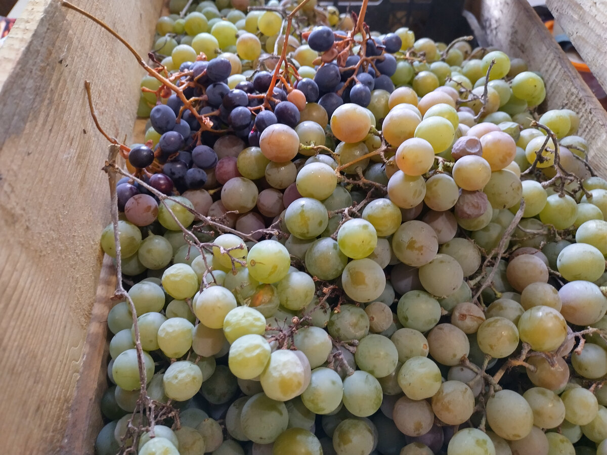 Красота подмороженная. Темный добавила для цвета. Ну и все равно его девать некуда, тоже недозрелый