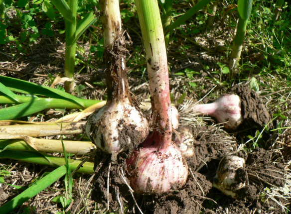 Добавьте описание