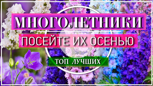 Посейте эти Многолетники сразу в открытый грунт осенью | ДИЗАЙН САДА ...
