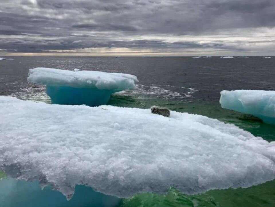 Люди не прошли мимо и не остались безучастными, а непонятное существо, дрейфующее на опасном айсберге, оказалось лисёнком
