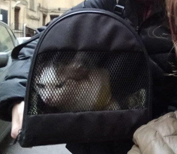 Очень недовольная киса.