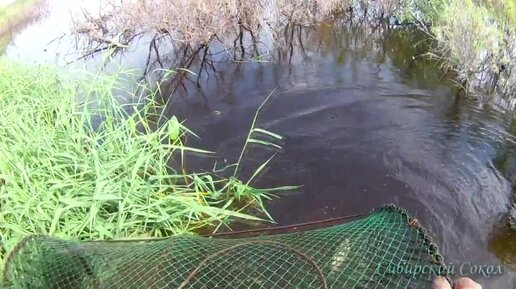 Верша для рыбалки купить в Минске, верша морда для ловли рыбы