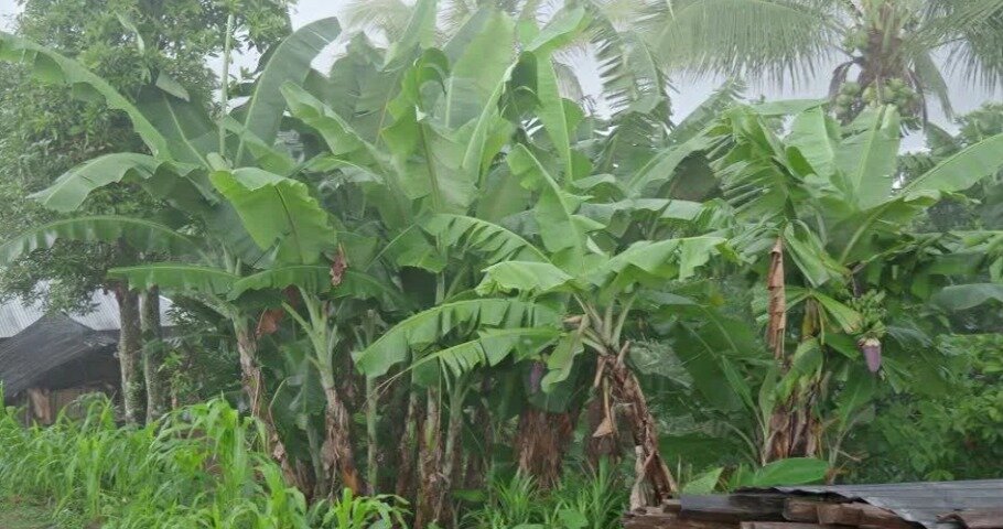 Банановые плантации
