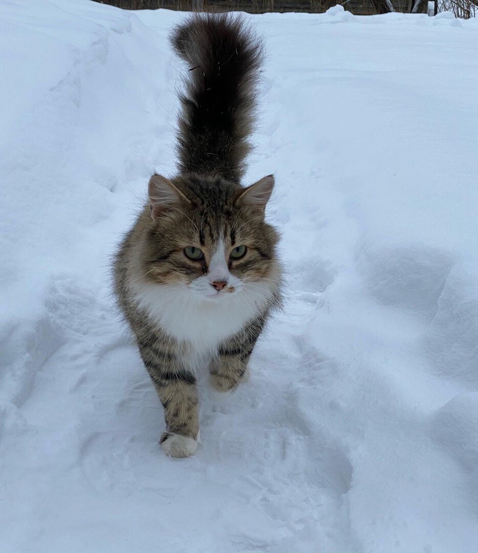 Я и мой кот греем твою кровать