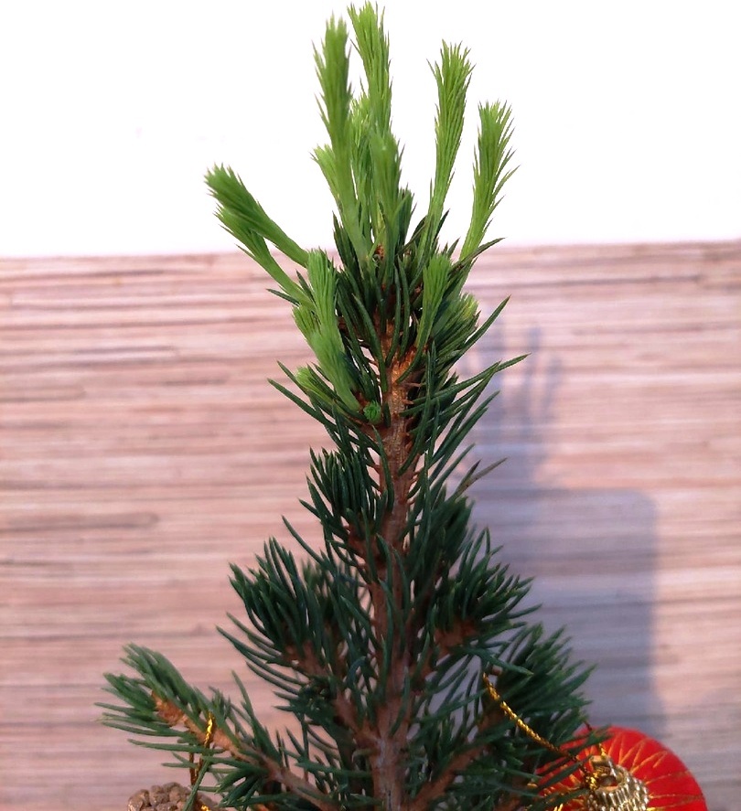 Примерно через 3 недели после покупки и пересадки на ёлочке стали появляться новые веточки.