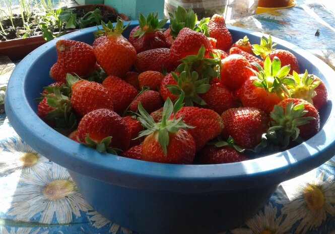 Первая ягодка... (фото автора)