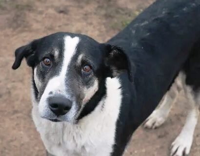 Милый песик