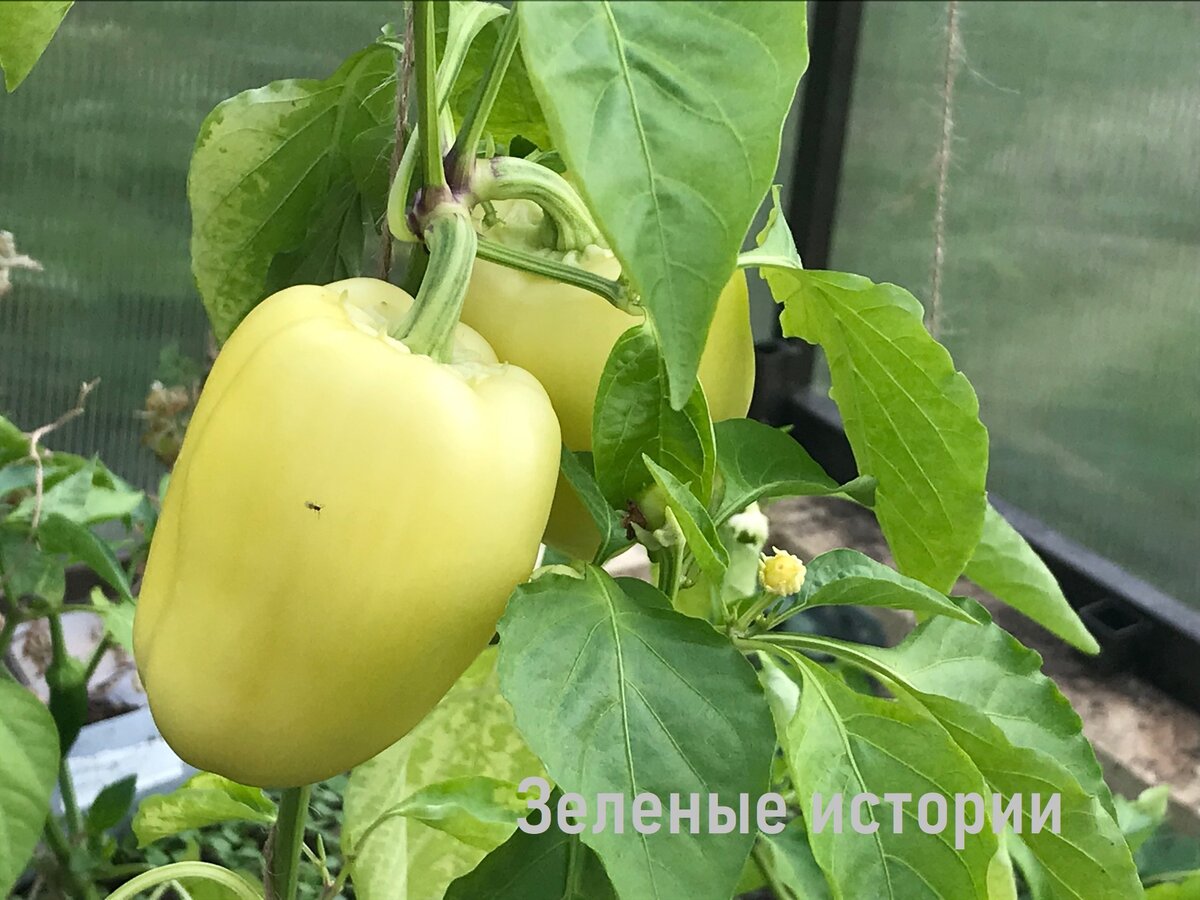 Это фото сделано 28 мая 2021 года