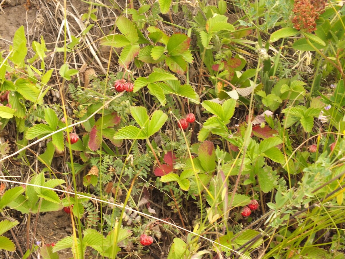 Ягодная поляна