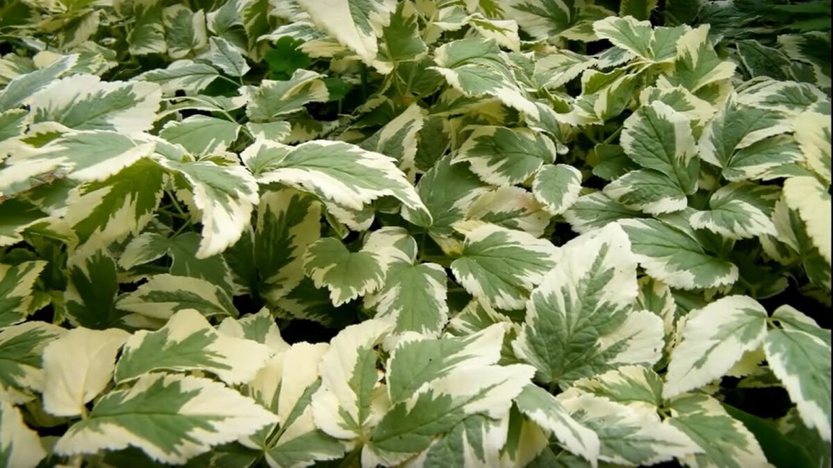 Сныть пестролистная